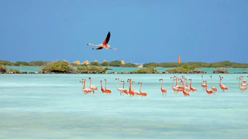 Bonaire All-Inclusive Resorts